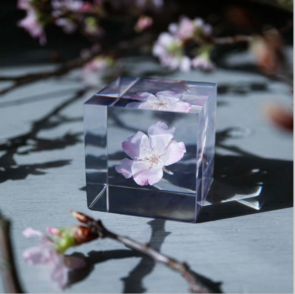 Sola cube ソラキューブ カイガラソウ カラマツ スターチス Sola Cube Strawflower – spoon & tamago