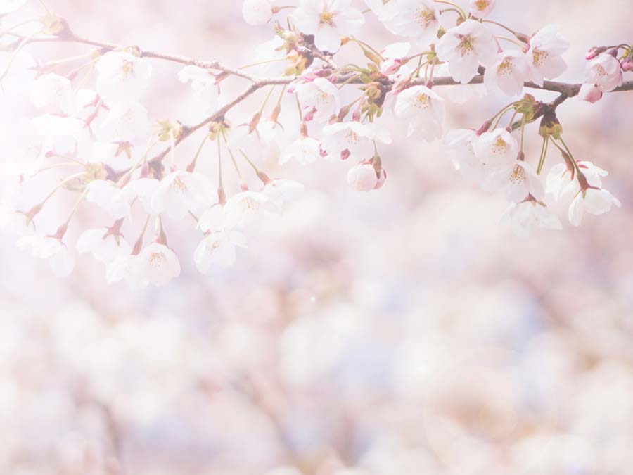 Burkhardt 55 ml Japanese Cherry Blossoms Fragrance Warming Oils (Set of 5) Symple Stuff